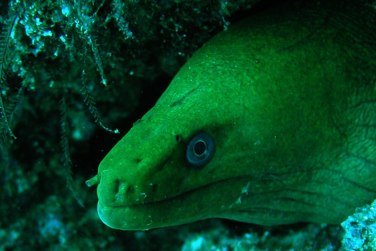 Fotos submarinas